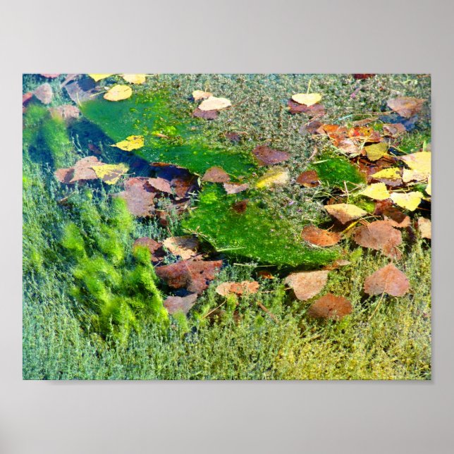 Affiche Plantes aquatiques à Lincoln Park III - Saturat co (Devant)