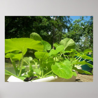 Affiche Plantes de courgettes dans le jardin de porche ava