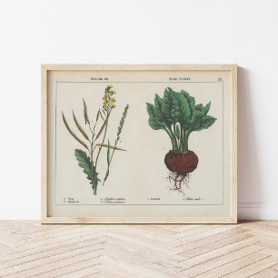 Affiche Plantes de fourrage ou de terrain   Charlotte Mary