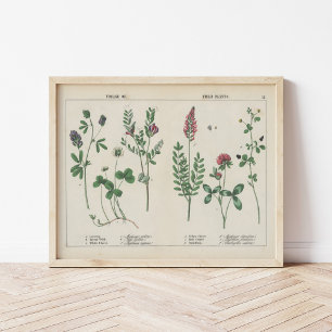 Affiche Plantes de fourrage ou de terrain   Charlotte Mary