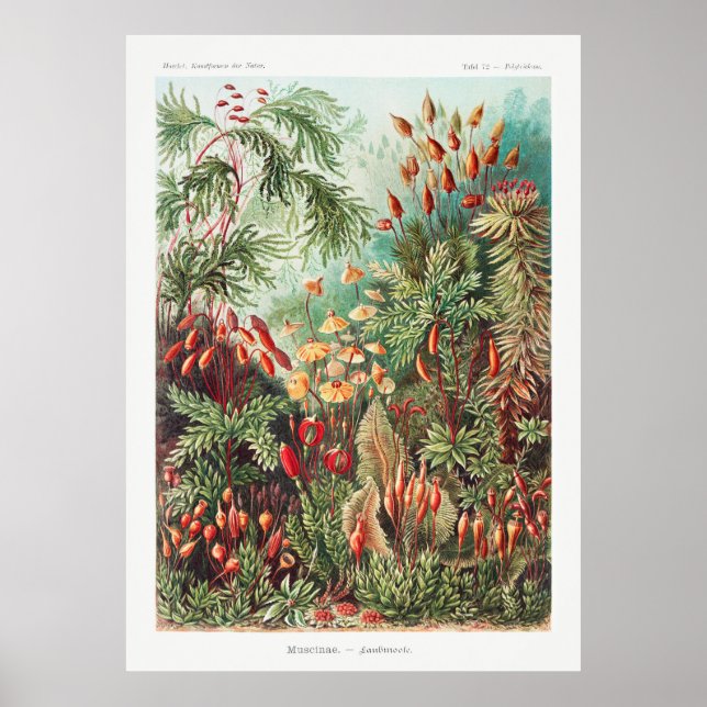 Affiche Plantes de jardin (Devant)