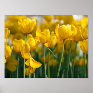 Affiche Plantes de tulipe jaune