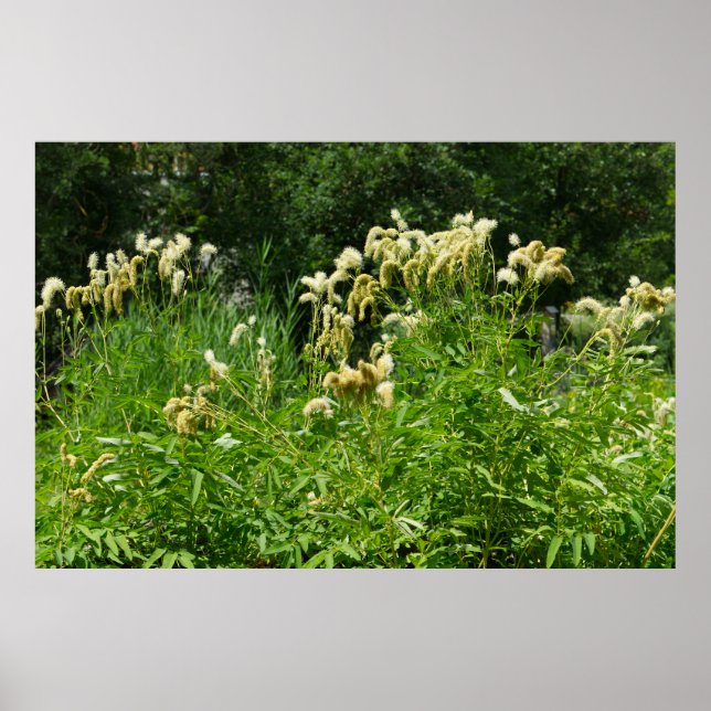 Affiche Plantes D'Été Dans Le Parc (Devant)