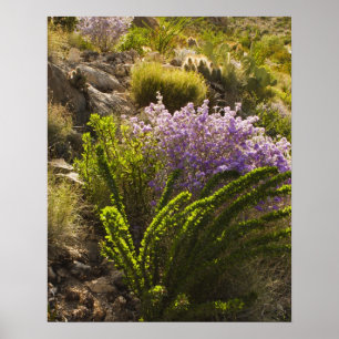 Affiche plantes du désert de Chihuahuan en fleurs