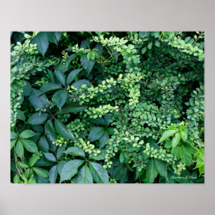 Affiche plantes du jardin de Ken