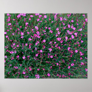 Affiche plantes du jardin de Ken