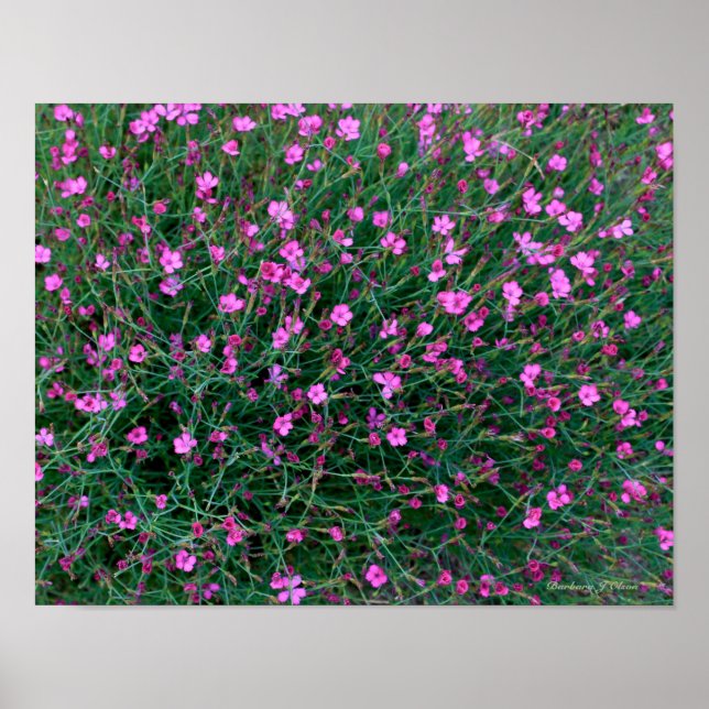 Affiche plantes du jardin de Ken (Devant)