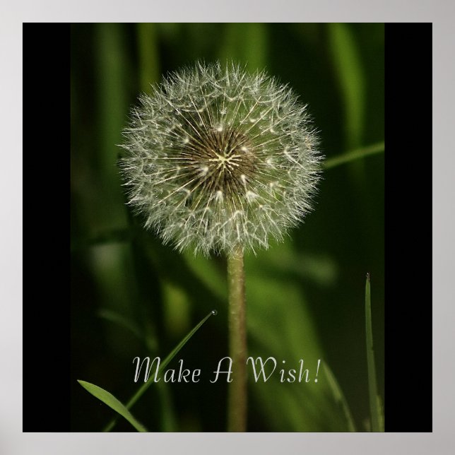 Affiche Plantes et eau (Devant)