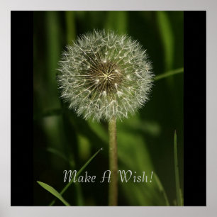 Affiche Plantes et imagerie