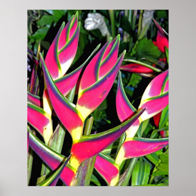 Affiche Plantes exotiques (1) (Devant)