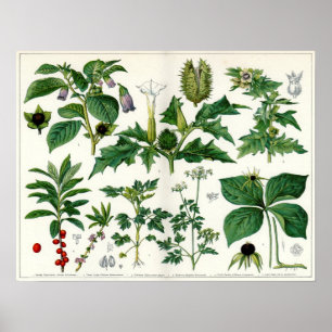 Affiche Plantes toxiques