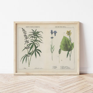 Affiche Plantes utiles   Charlotte Mary Yonge