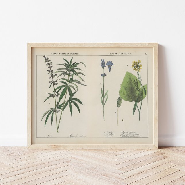 Affiche Plantes utiles | Charlotte Mary Yonge (Créateur téléchargé)