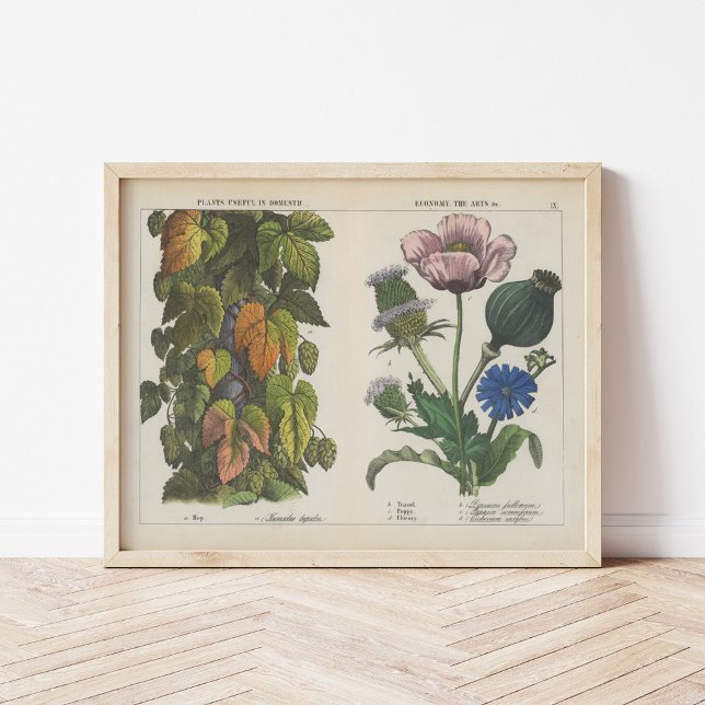 Affiche Plantes utiles | Charlotte Mary Yonge (Créateur téléchargé)