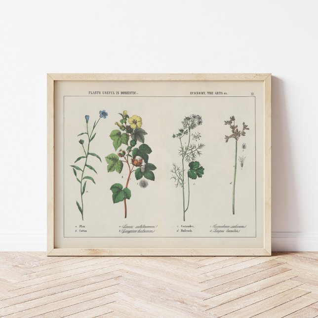 Affiche Plantes utiles | Charlotte Mary Yonge (Créateur téléchargé)