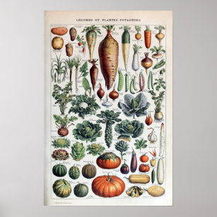 Affiche Plantes vintages de légumes et de légumes