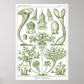 Affiche Plaque 03 Ciliata.