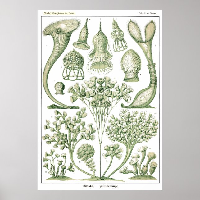 Affiche Plaque 03 Ciliata. (Devant)