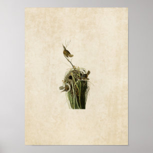 Affiche Plaque 100 Marsh Wren Oiseaux d'Amérique