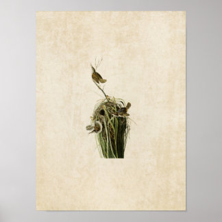 Affiche Plaque 100 | Marsh Wren | Oiseaux d'Amérique