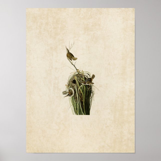 Affiche Plaque 100 | Marsh Wren | Oiseaux d'Amérique (Devant)