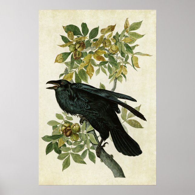 Affiche Plaque 101 | Corbeau | Oiseaux d'Amérique (Devant)