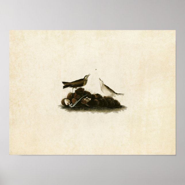 Affiche Plaque 10 | Titlark Brown | Oiseaux d'Amérique (Devant)