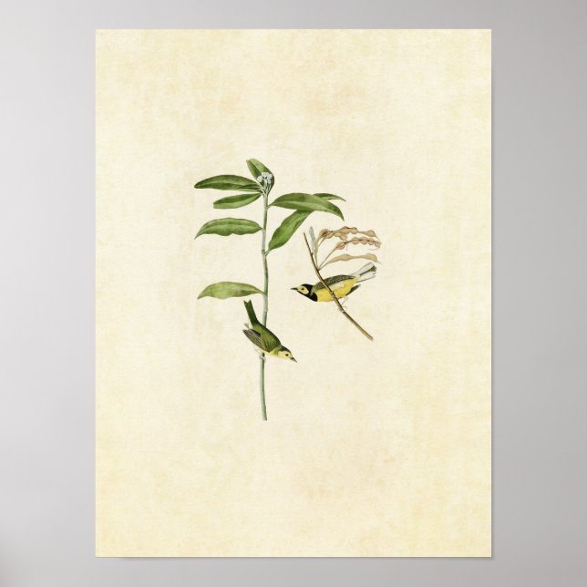 Affiche Plaque 110 | Paruline à capuchon | Oiseaux d'Améri (Devant)