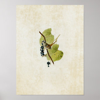 Affiche Plaque 114 | Bruant à tête blanche