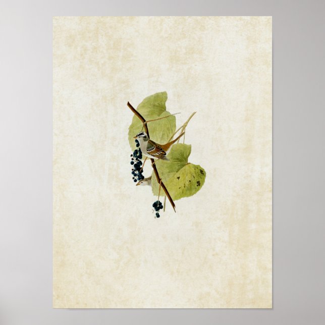 Affiche Plaque 114 | Bruant à tête blanche (Devant)