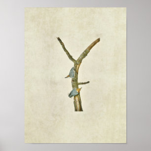 Affiche Plaque 125 Nuthatch à tête Brown