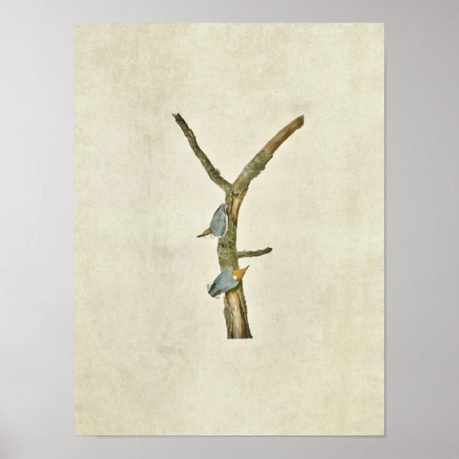 Affiche Plaque 125 | Nuthatch à tête Brown (Devant)