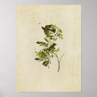 Affiche Plaque 144 | Petit Moucherolle à crête verte