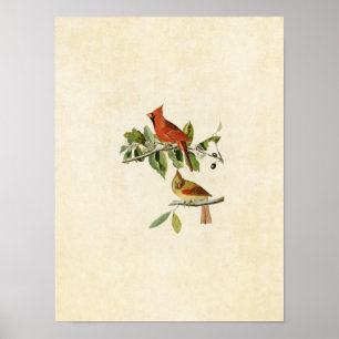 Affiche Plaque 159   Cardinal Grosbeak   Oiseaux d'Amériqu