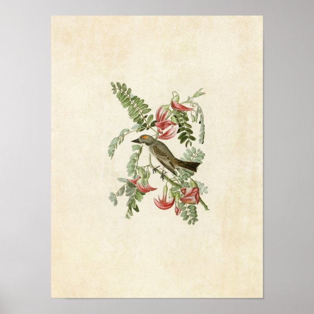 Affiche Plaque 170 | Grey Tyrant | Oiseaux d'Amérique (Devant)