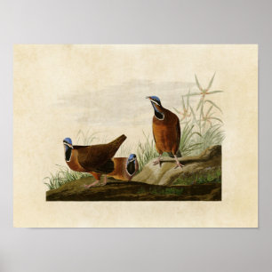 Affiche Plaque 172 Pigeon à tête bleue Oiseaux d'Améri