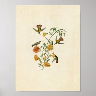 Affiche Plaque 184 | Colibri de la mangrove
