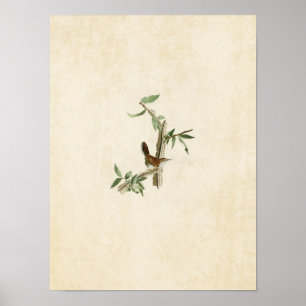 Affiche Plaque 18   Bewick's Wren   Oiseaux d'Amérique