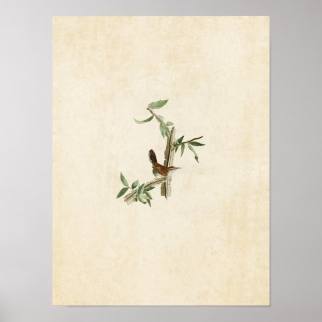 Affiche Plaque 18 | Bewick's Wren | Oiseaux d'Amérique (Devant)