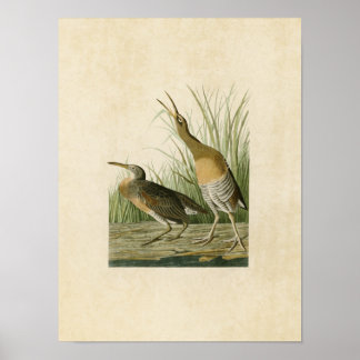Affiche Plaque 204 | Saltwater Marsh Hen | Oiseaux d'Améri