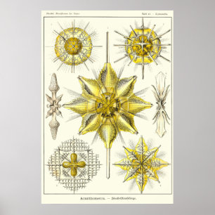 Affiche Plaque 21 Acanthométra