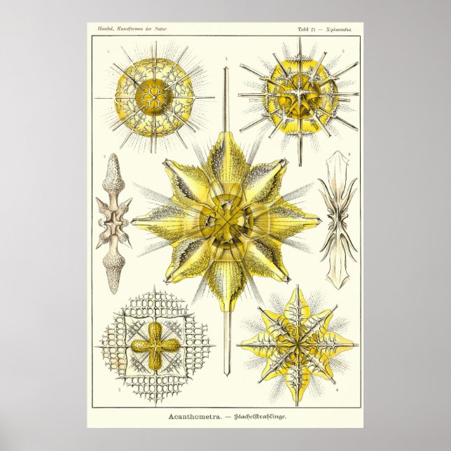 Affiche Plaque 21 Acanthométra (Devant)