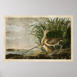 Affiche Plaque 231 Courlis à long bec Oiseaux d'Amériq