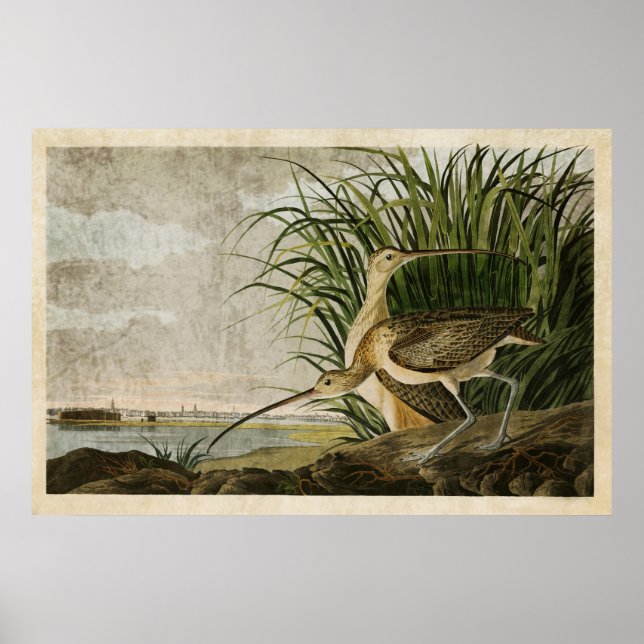 Affiche Plaque 231 | Courlis à long bec | Oiseaux d'Amériq (Devant)