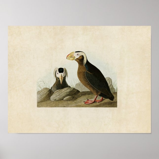 Affiche Plaque 249 | Tufted Auk | Oiseaux d'Amérique (Devant)