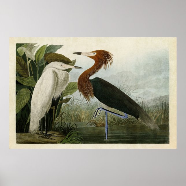 Affiche Plaque 256 | Heron pourpre | Oiseaux d'Amérique (Devant)