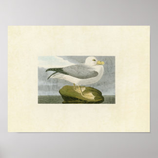 Affiche Plaque 264 | Fulmar Petrel | Oiseaux d'Amérique