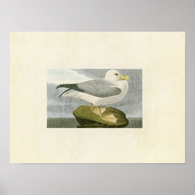 Affiche Plaque 264 | Fulmar Petrel | Oiseaux d'Amérique (Devant)