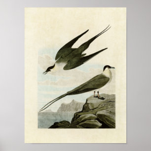 Affiche Plaque 267 Jaeger arctique Oiseaux d'Amérique