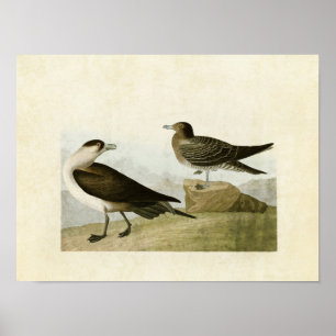 Affiche Plaque 272 Jaeger de Richardson Oiseaux d'Amér